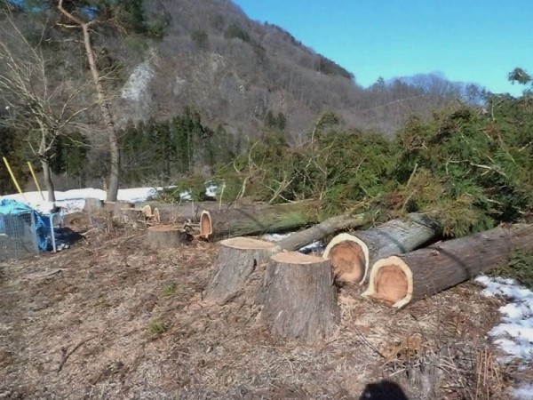 伐採木材